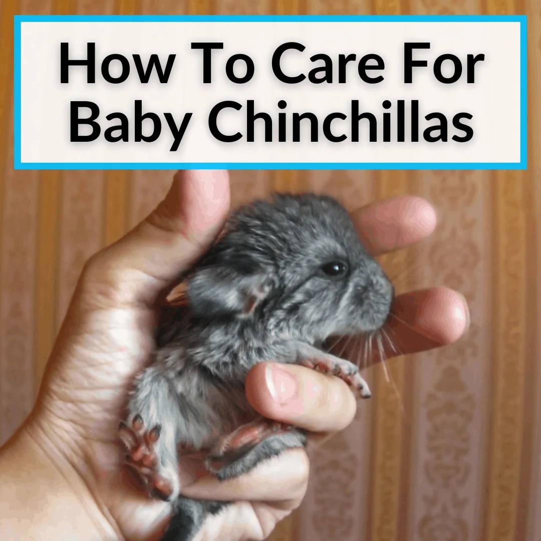How To Care For Baby Chinchillas (And Where To Find Them)