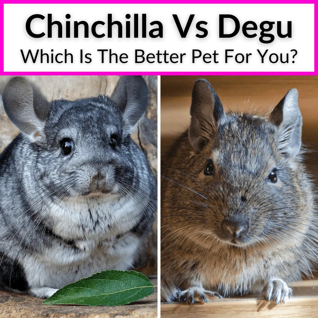 Degu Vs Chinchilla (Which Is The Better Pet For You?)