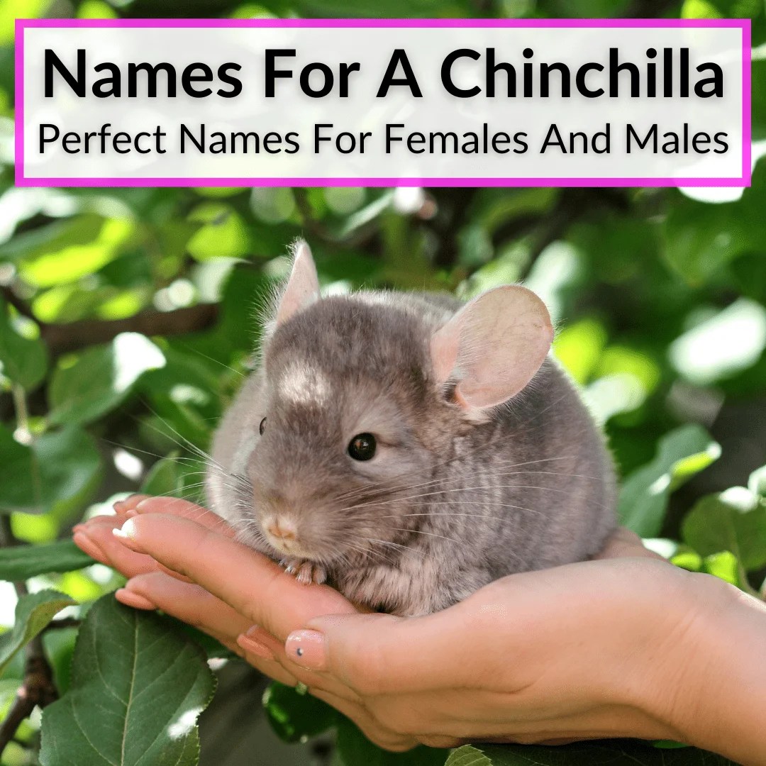Names For A Chinchilla (Perfect Names For Females And Males)