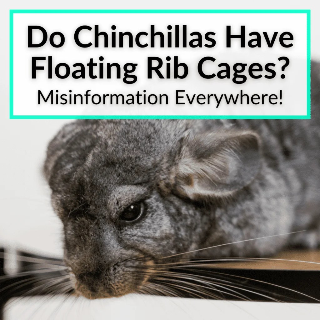 Do Chinchillas Have Floating Rib Cages? (Misinformation Everywhere!)