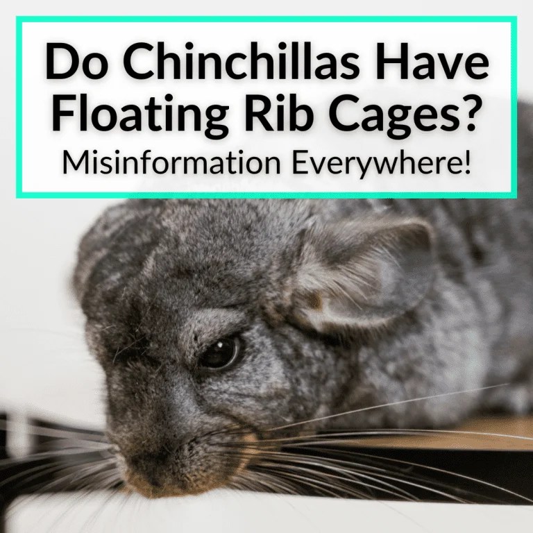Do Chinchillas Have Floating Rib Cages? (Misinformation Everywhere!)