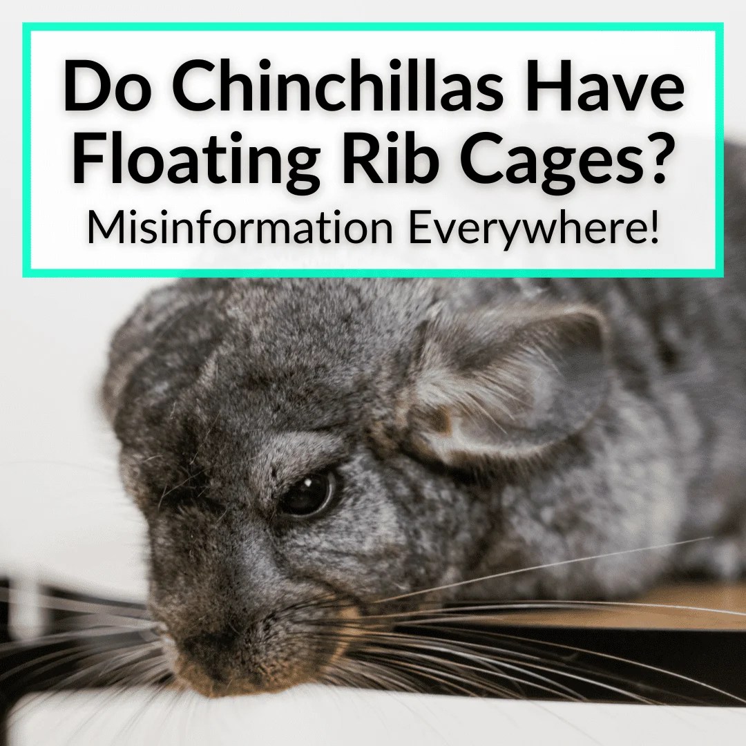 Chinchilla The World's Number 1 Resource For Chinchilla Owners
