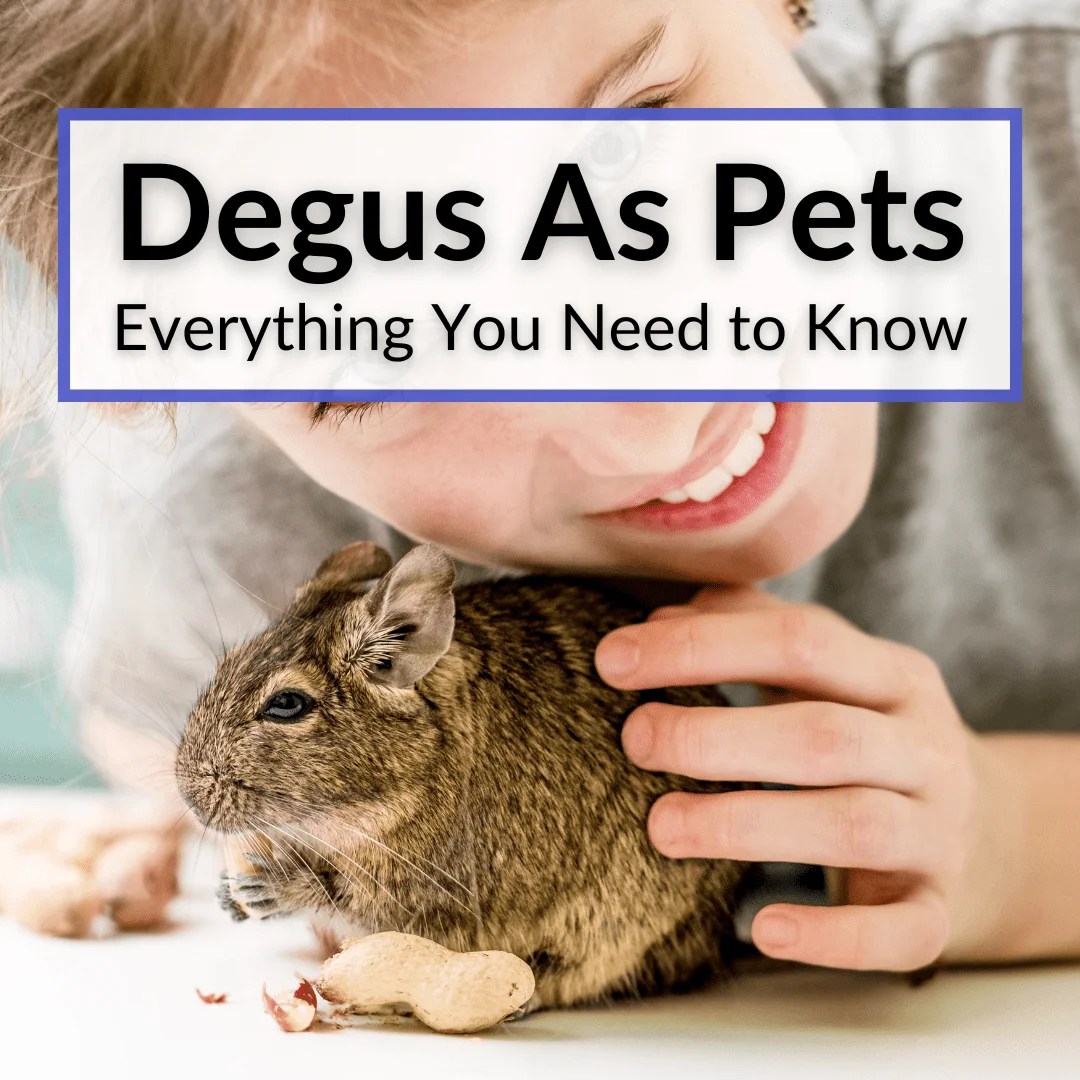 Degus As Pets (Everything You Need to Know)