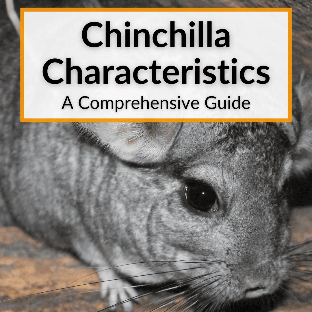 Chinchilla Characteristics (A Comprehensive Guide)