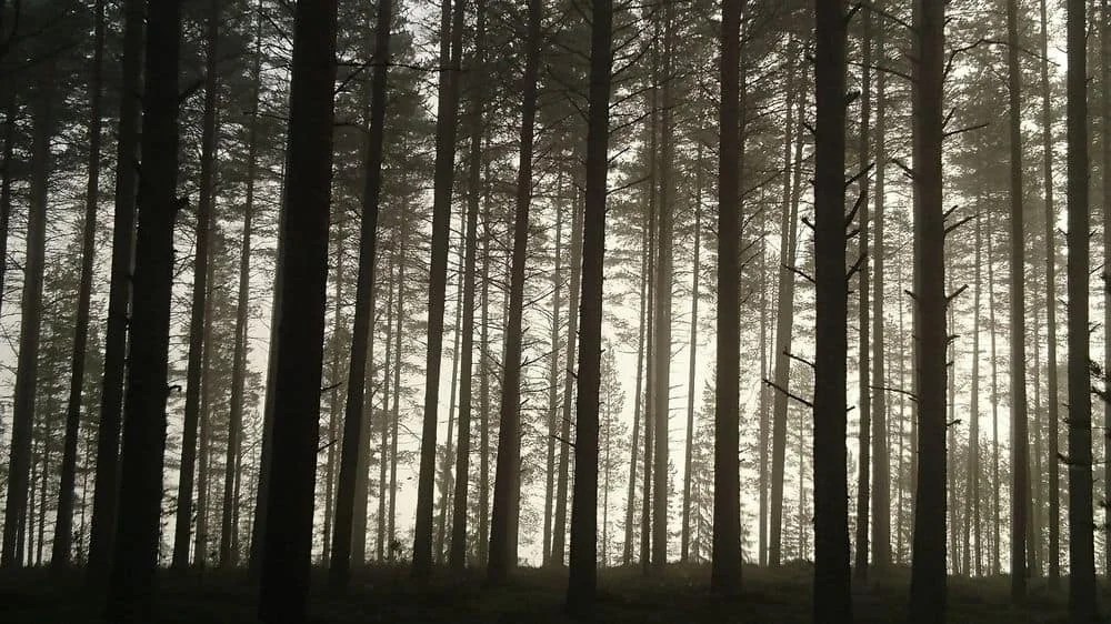 Can Chinchillas Have Pine Cones? (What You Need To Do First)