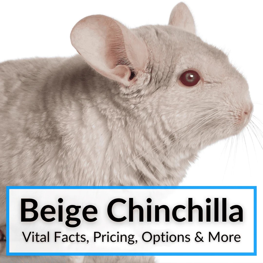 Chinchilla Breeders Near You (Best Options + Tips)