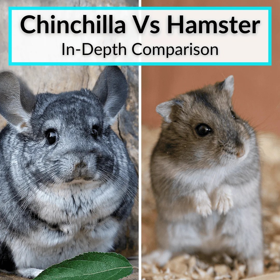 Chinchilla Vs Hamster (InDepth Comparison)