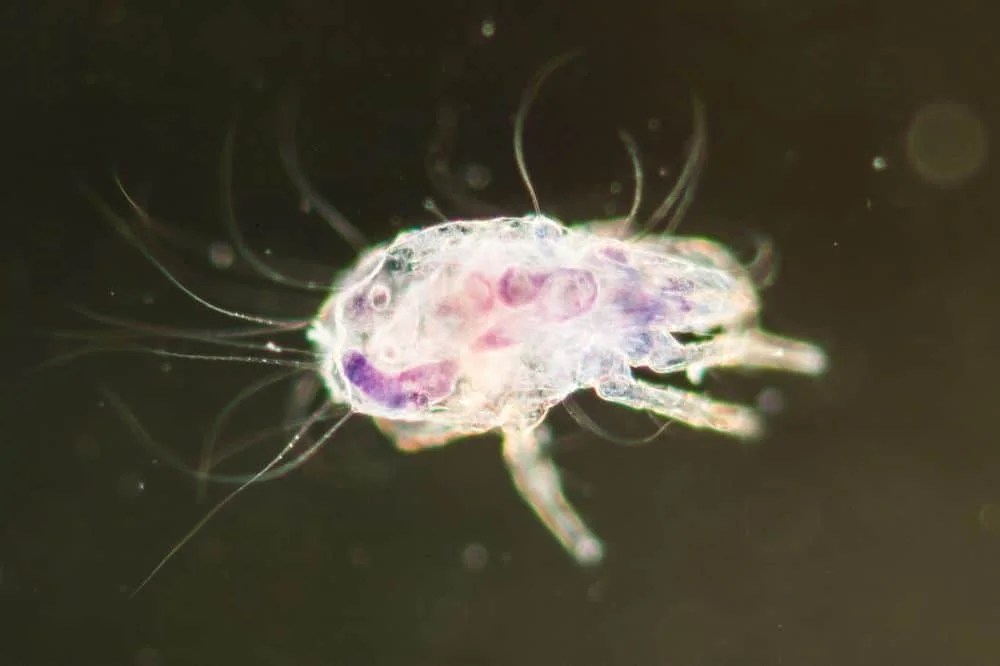 Chinchilla Mites (Everything You Need To Know)