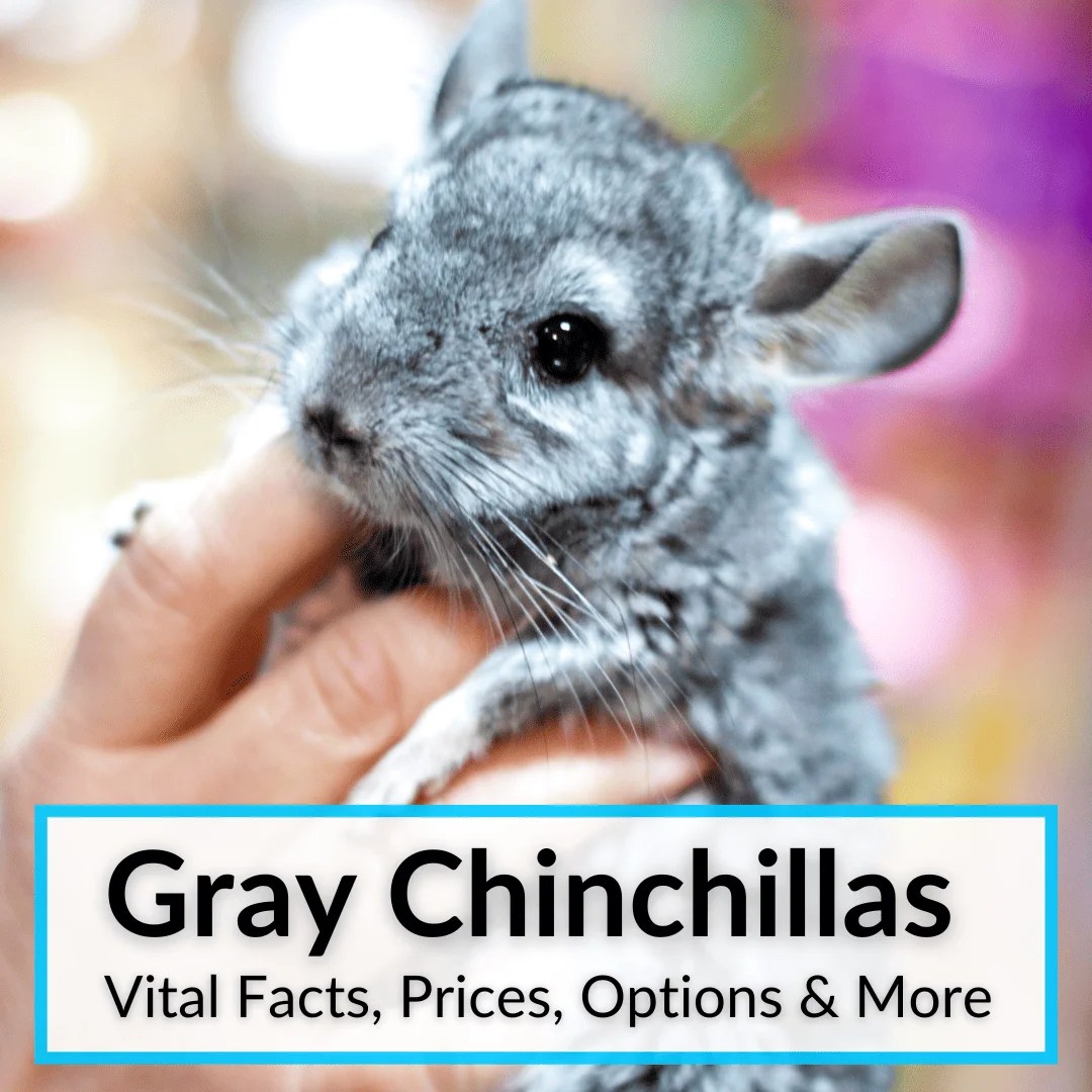 Grey Chinchillas (Vital Facts, Prices Options & More)