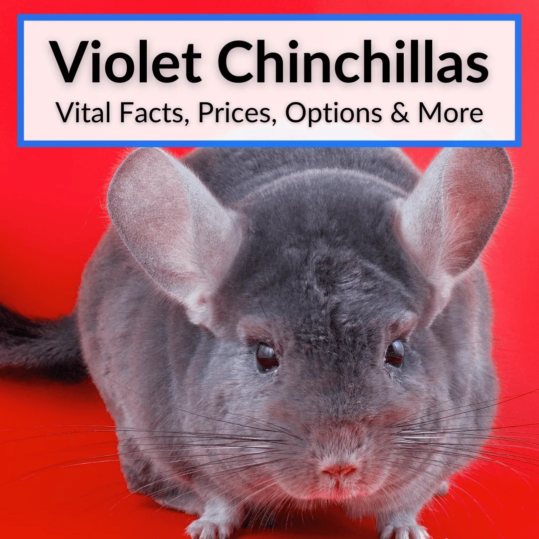 Violet Chinchillas (Vital Facts, Prices, Options & More)