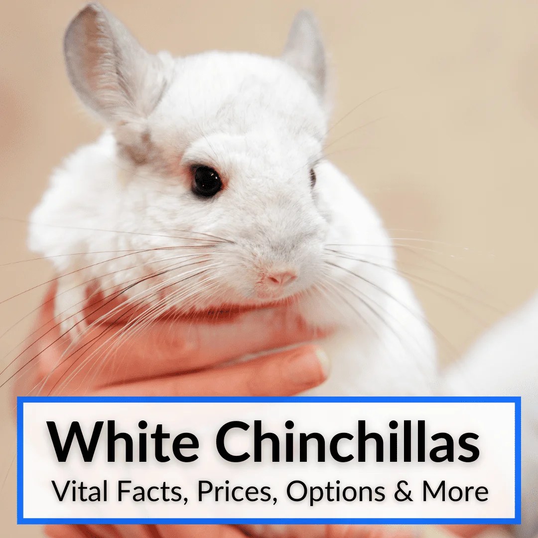 White Chinchillas (Vital Facts, Prices, Options & More)
