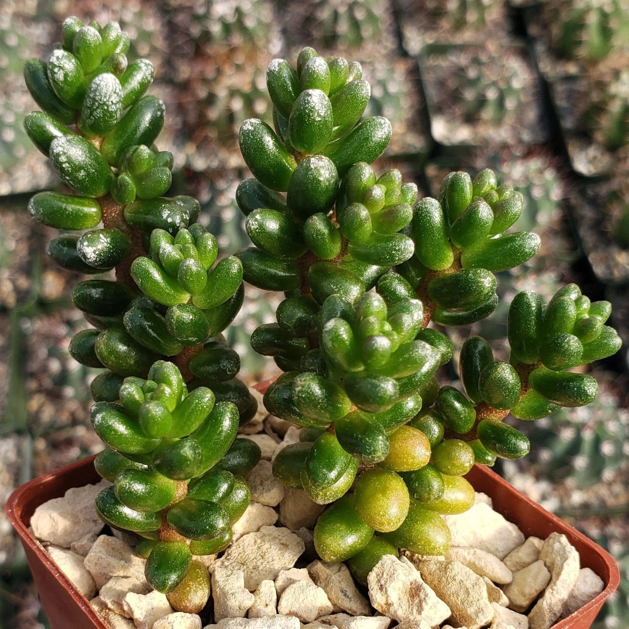Sedum Plants Growing Conditions, Care tips, and more Desert