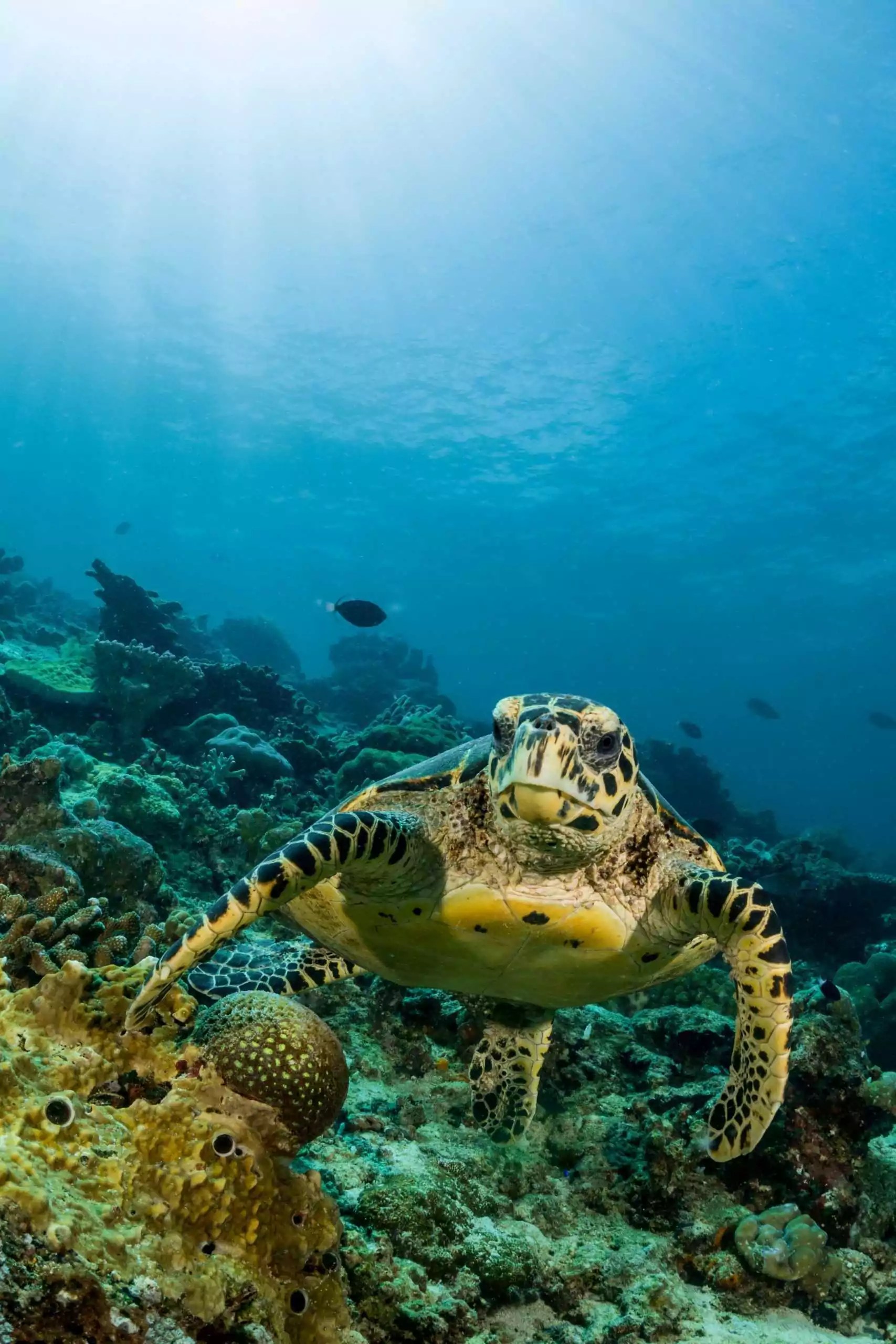 Tortue martinique Excursion en bateau à la découverte