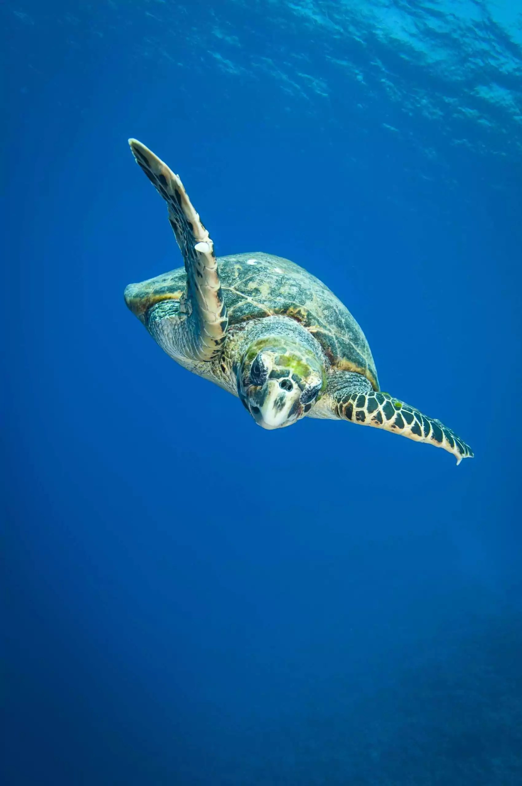 Tortue martinique Excursion en bateau à la découverte