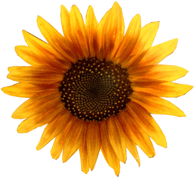 Sun Symbols Different Symbolism of the Sun