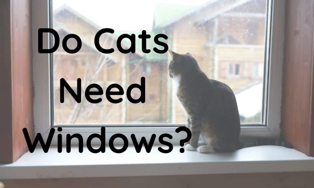Do Cats Need Windows? The Truth About Cats and Windows Feline