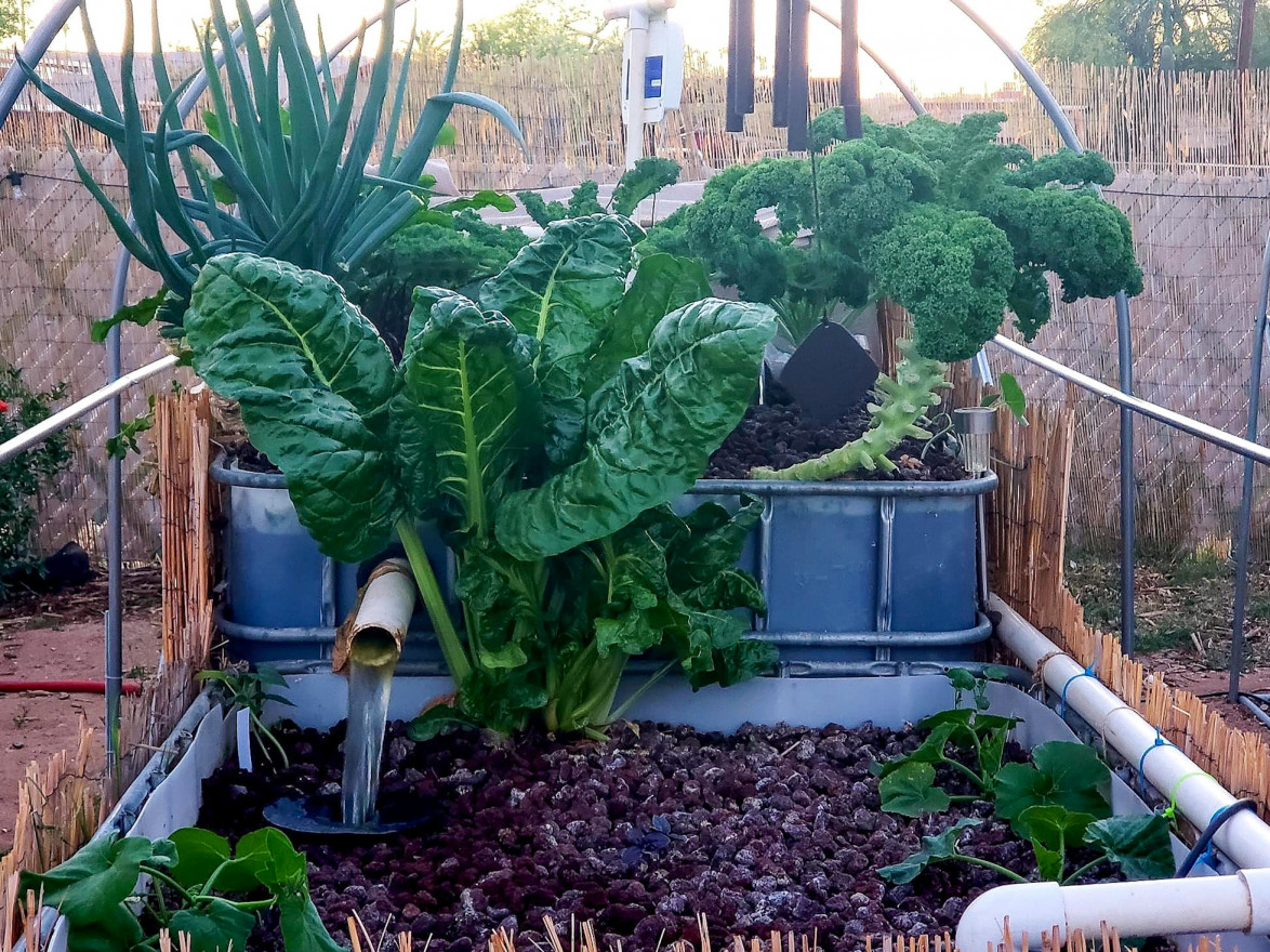 Together we grow Aquaponics can change the way we grow food in the
