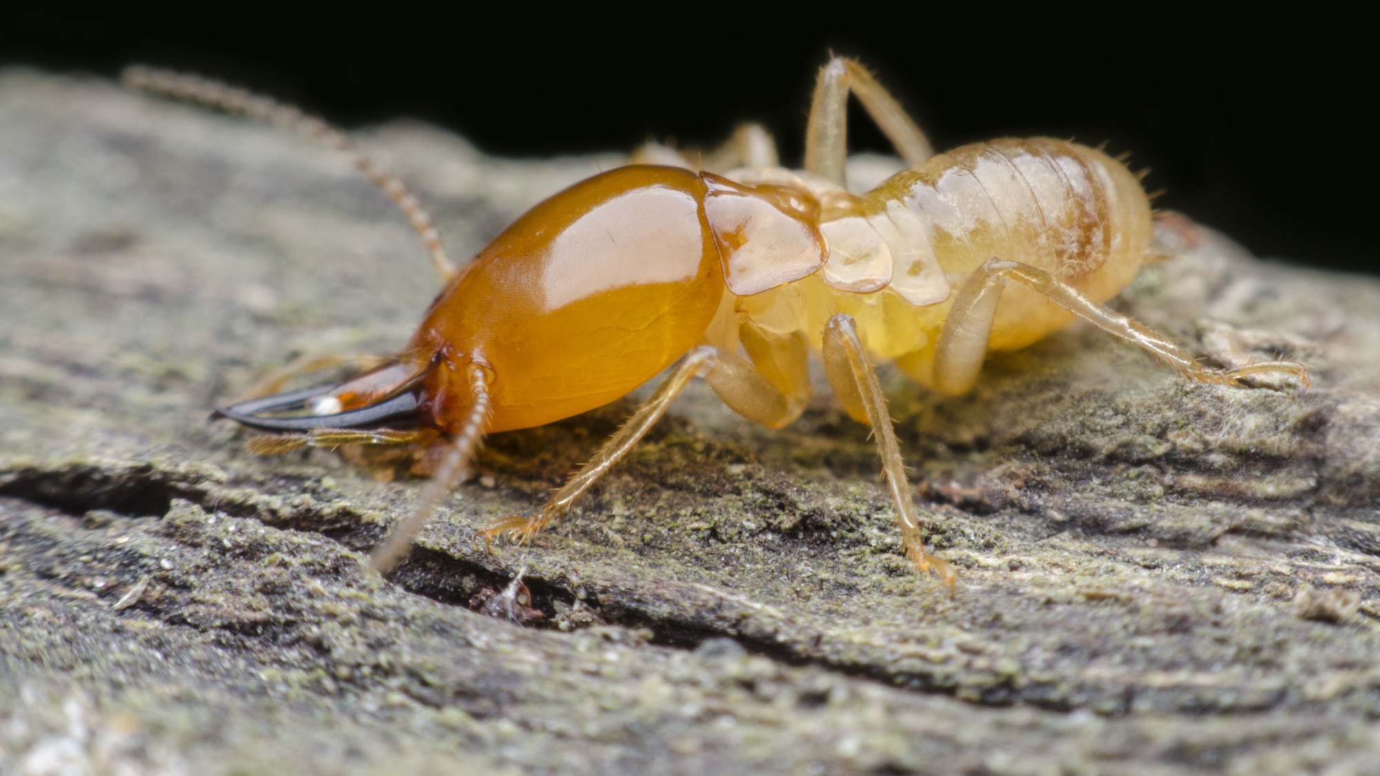 How Termites Survive in Your Virginia and Maryland Home