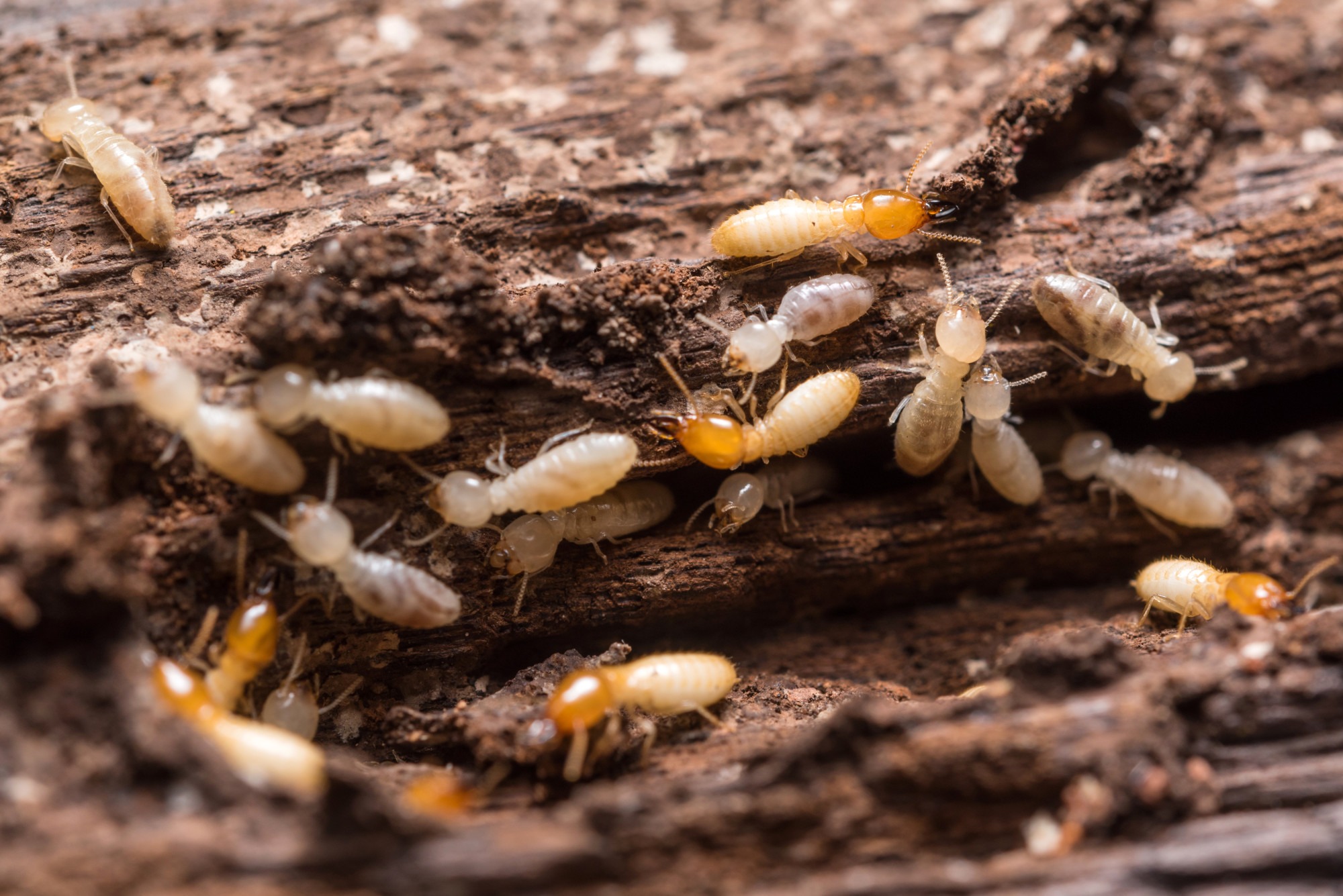 Termites in Virginia and Maryland Will Not Go Away On Their Own