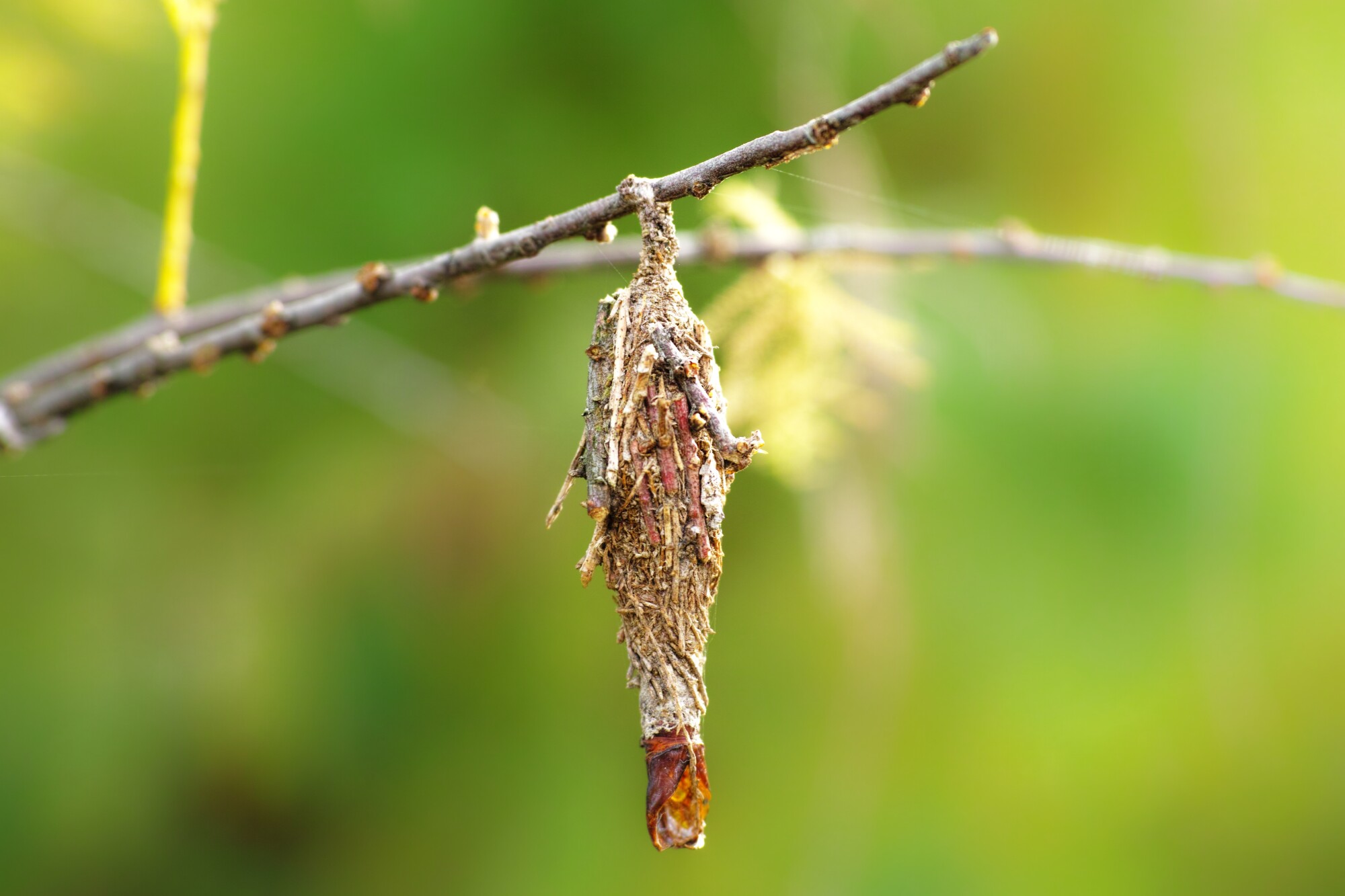 Bagworms in Southern Maryland Friendly Pest Control