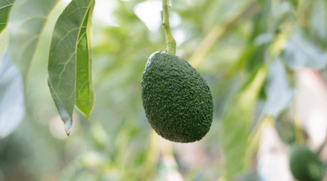 How to grow an avocado from seed Houseplant