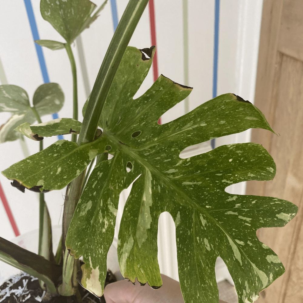 How Long Do Monstera Leaves Take To Unfurl? Houseplant