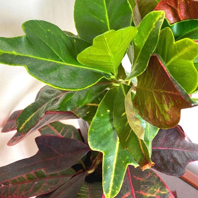 How to Care For Crotons Houseplant