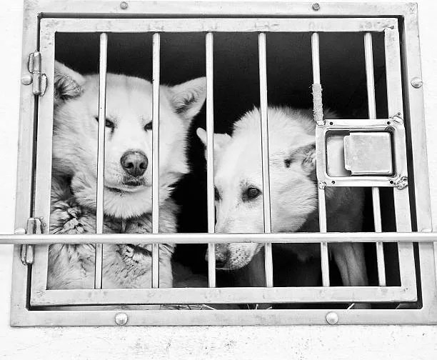 Discover perfect husky cage size explore crate options now! Husky