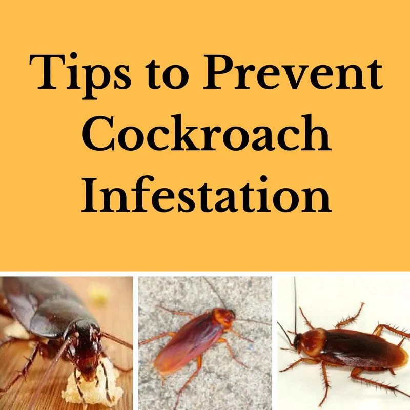 Tips to Prevent Cockroach Infestation by Orange