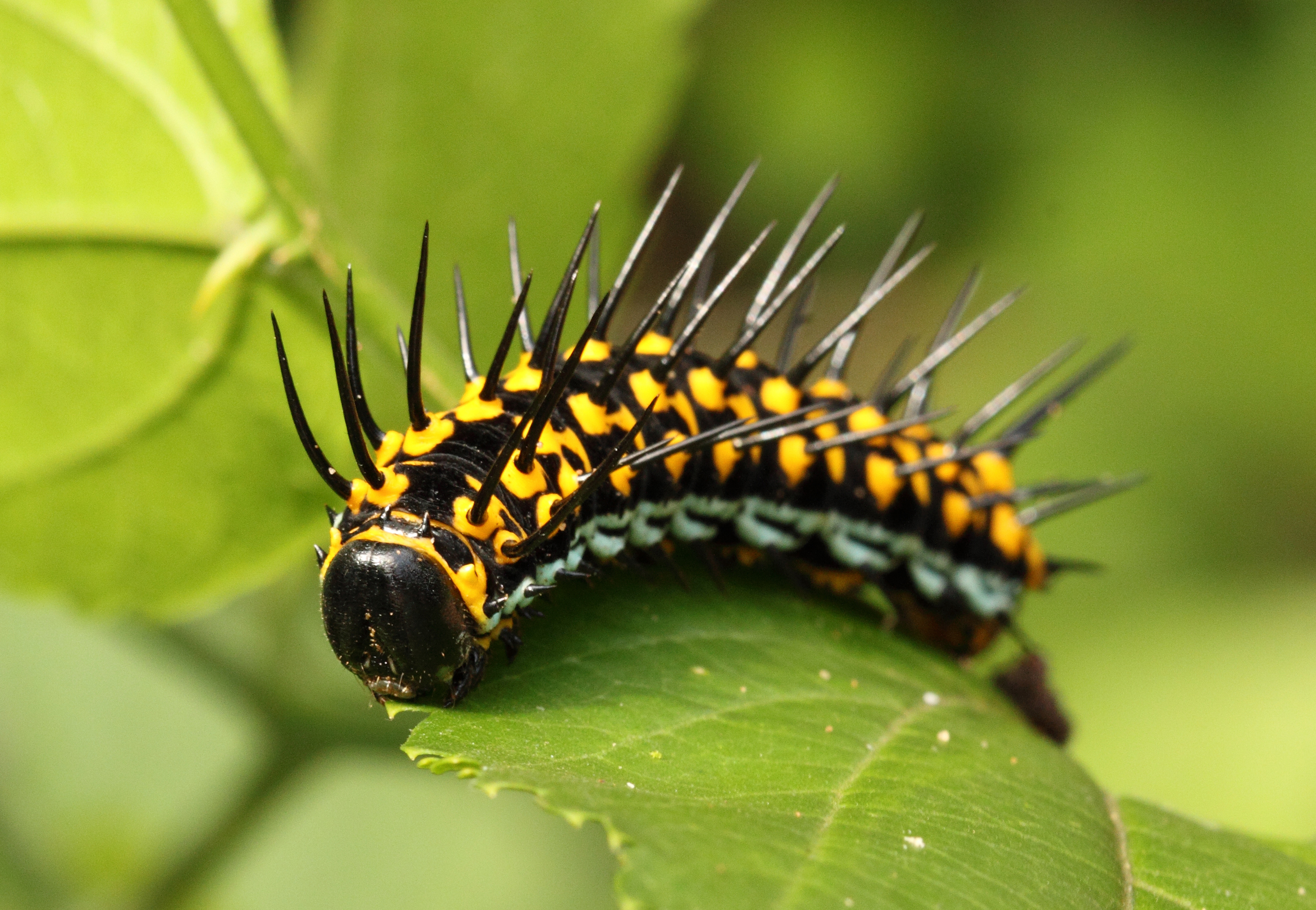 Caterpillars are rubbish. Or are they AWESOME?