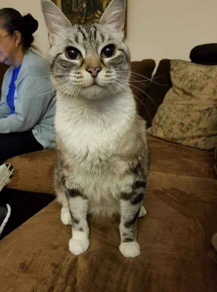 Lost and missing cats in Princeton Do you recognize Pudding or Satchmo?