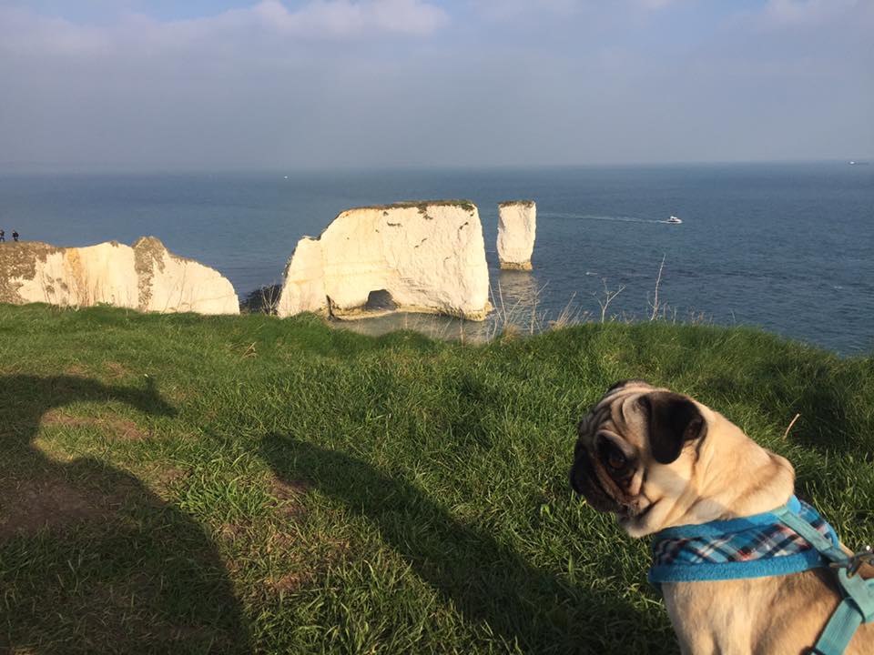 How Long Do Pugs Live? A Guide To Their Lifespan