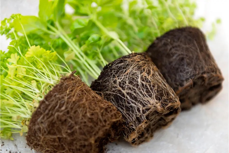 How to Fix Root Rot in Houseplants Renewed