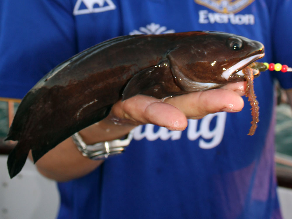 Round Fish Sea Fishing