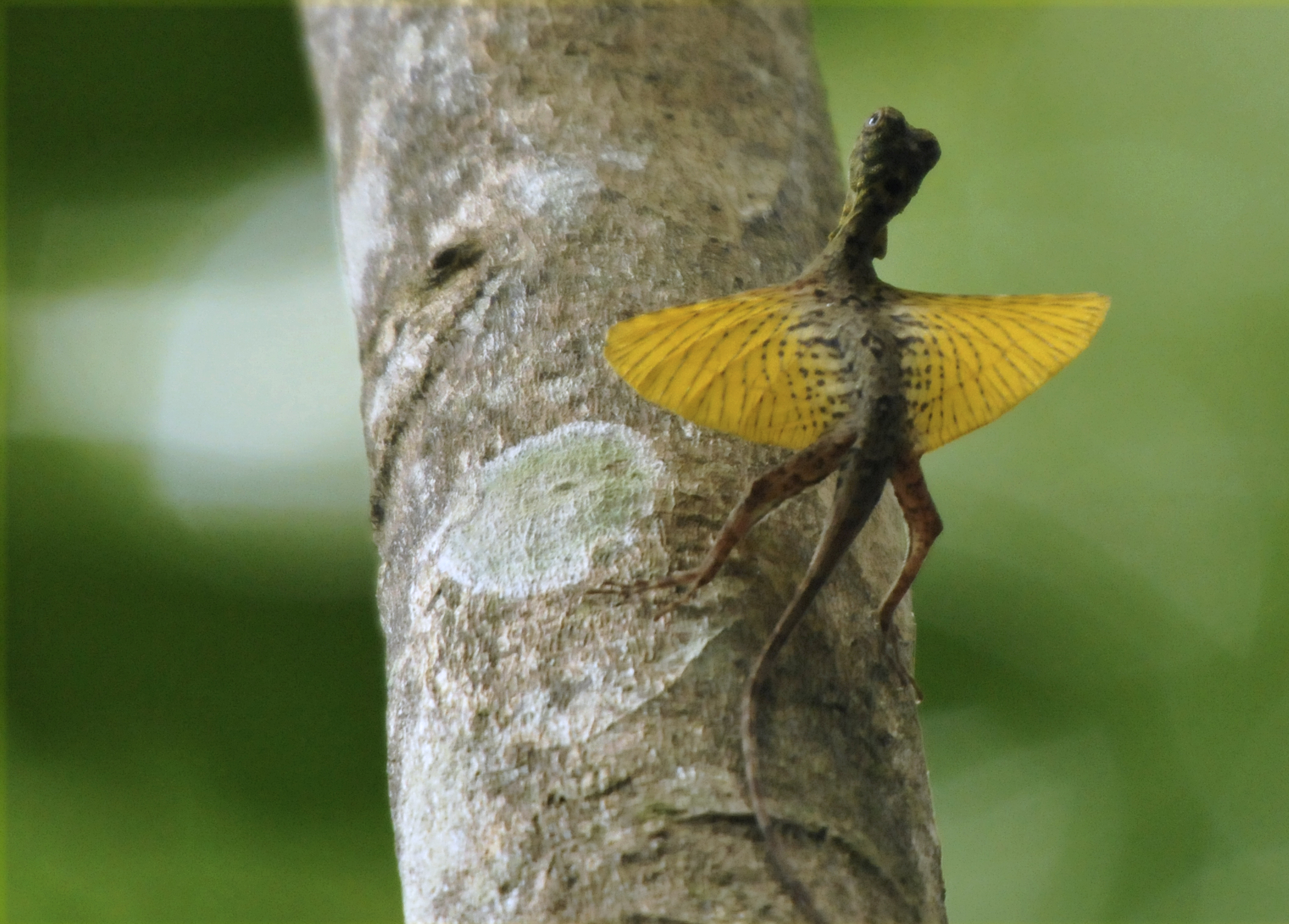 Flying Lizard 5A MarieFrance Grenouillet Wildlife Photographer