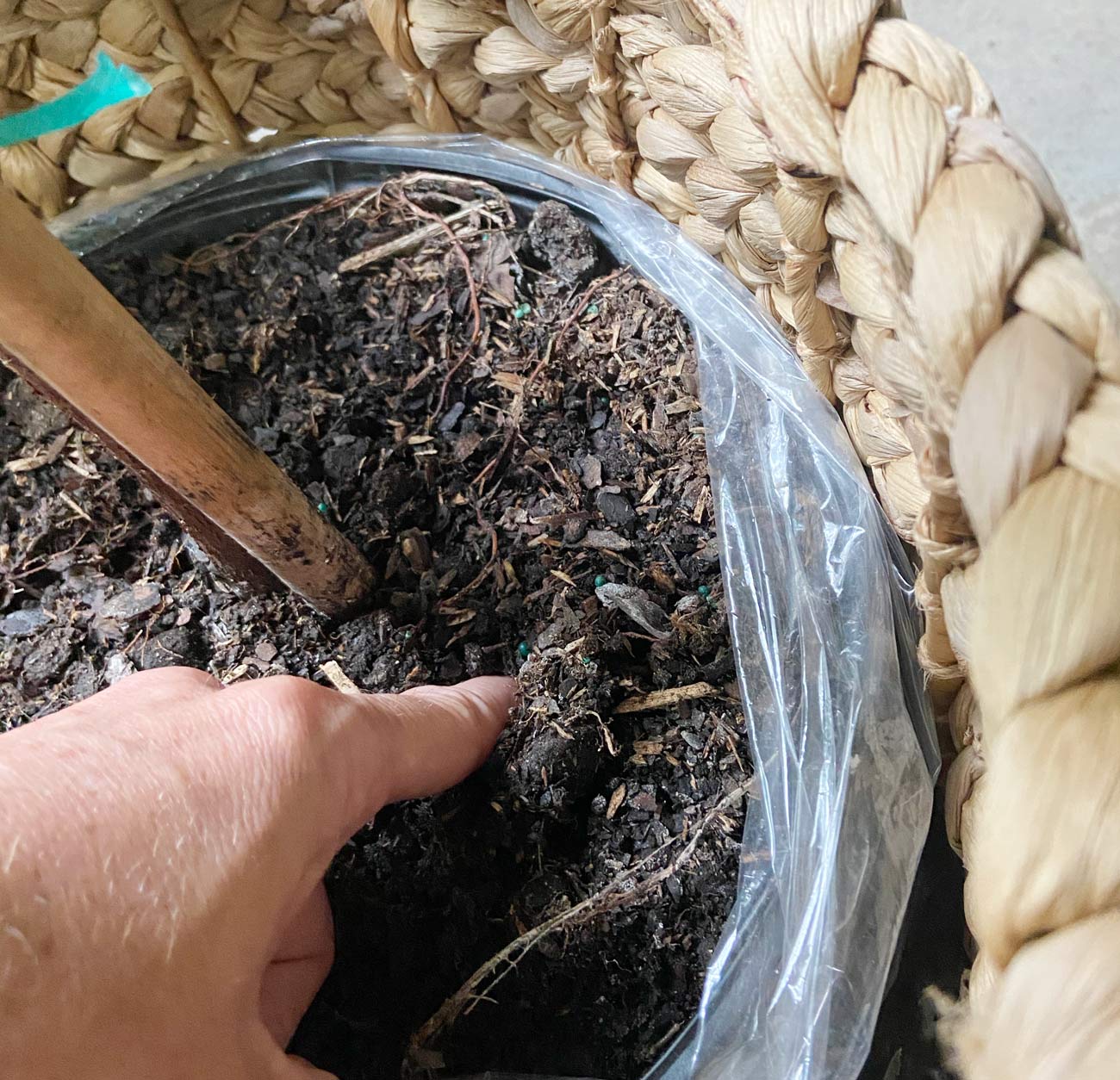 How to Care for a Fiddle Leaf Fig Tree Plank and Pillow