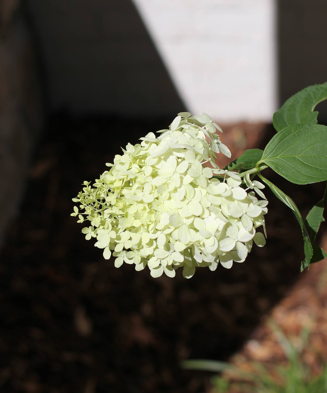 How to Grow a Limelight Hydrangea Tree Plank and Pillow