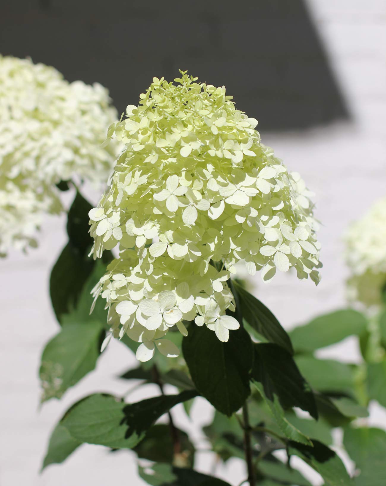 How to Grow a Hydrangea Limelight Tree Plank and Pillow