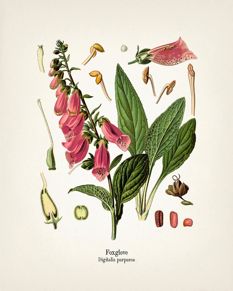 Digitalis Purpurea 30, 200, 1M, Q Uses & Side Effects