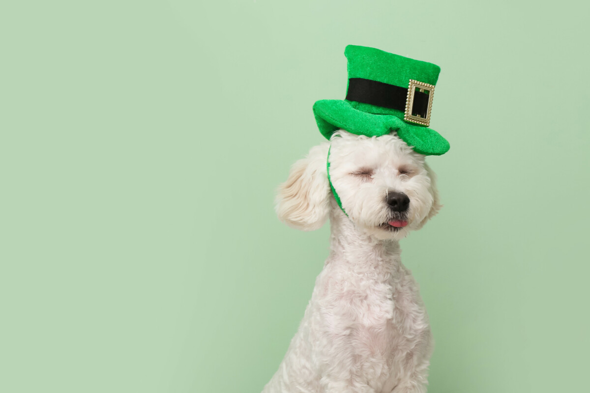 1700 Catchy Dog Daycare Name Ideas