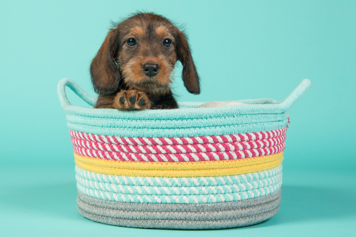 1700 Catchy Dog Daycare Name Ideas