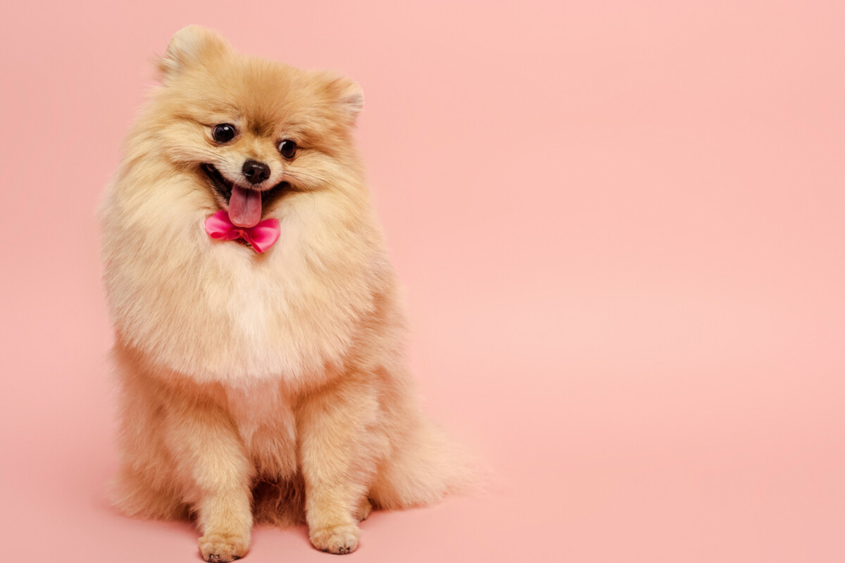 1700 Catchy Dog Daycare Name Ideas