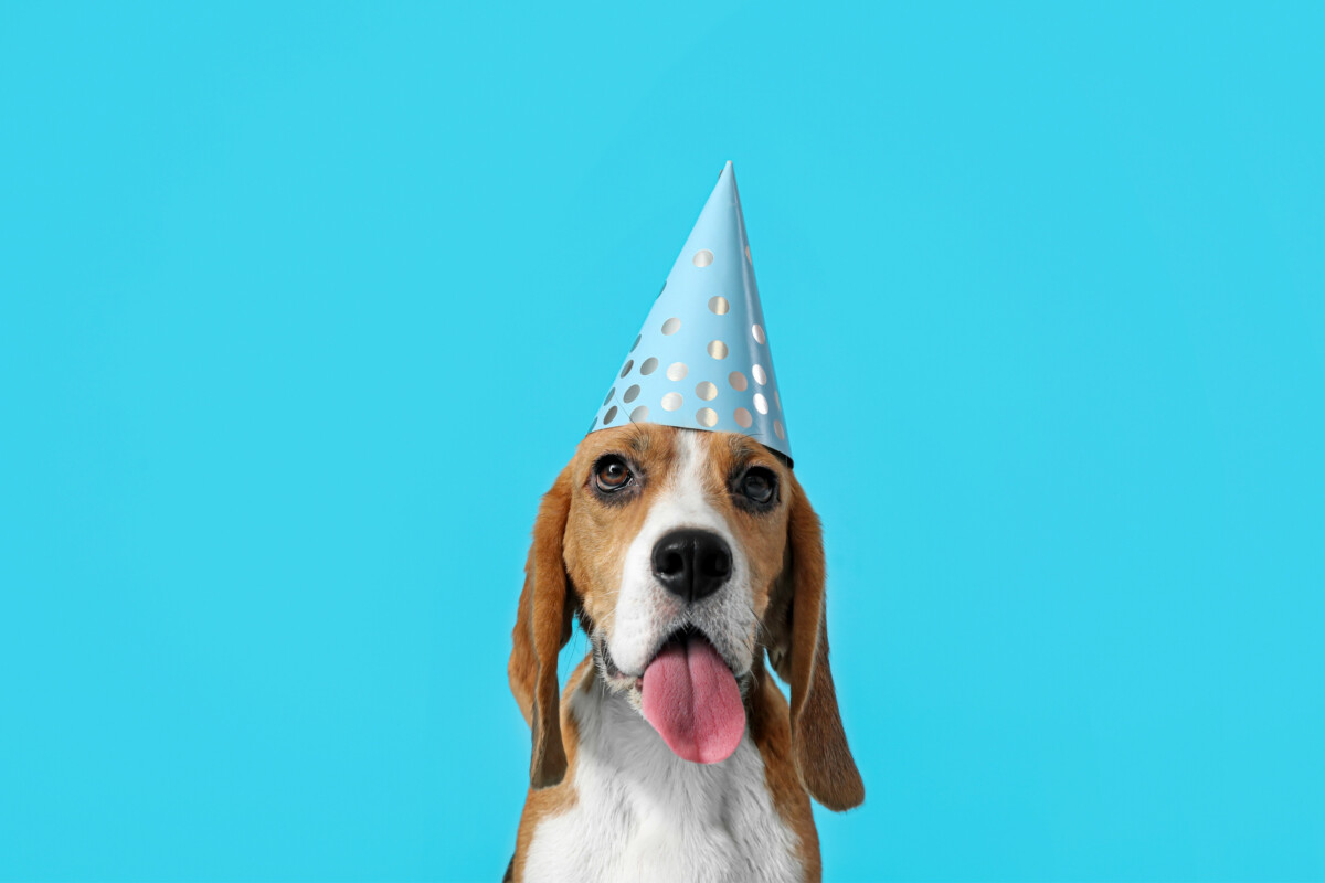 1700 Catchy Dog Daycare Name Ideas