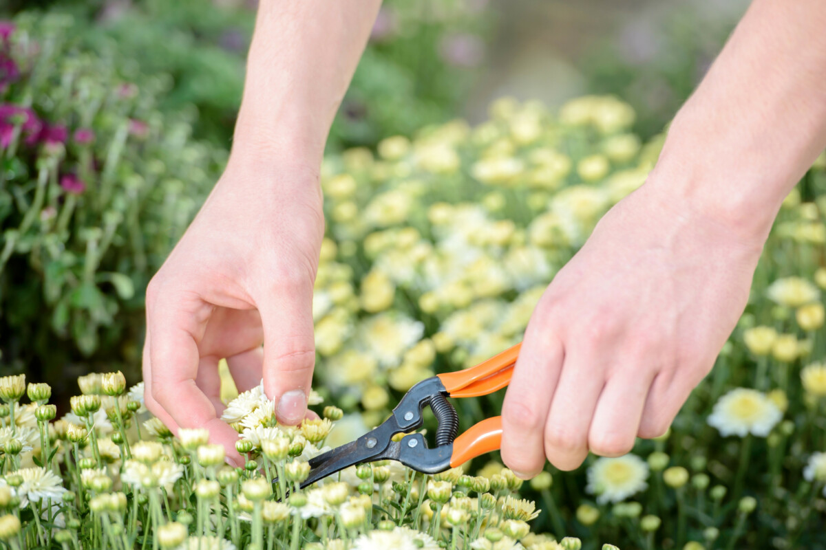 2901 Unique Flower Shop Name Ideas (Ultimate List)
