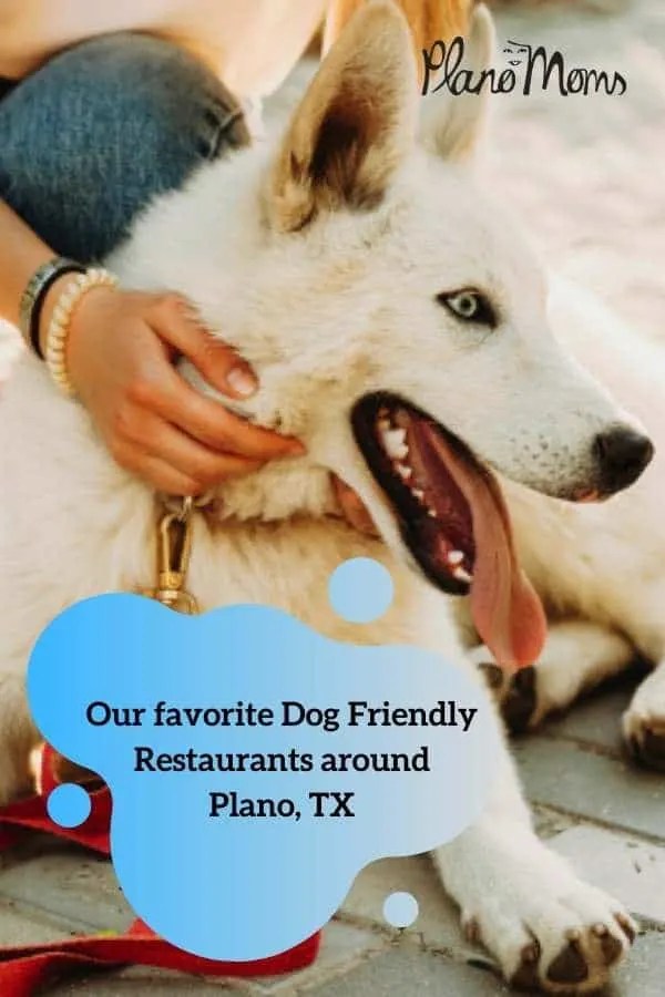 15 Of Our Favorite Dog Friendly Restaurants Around Plano