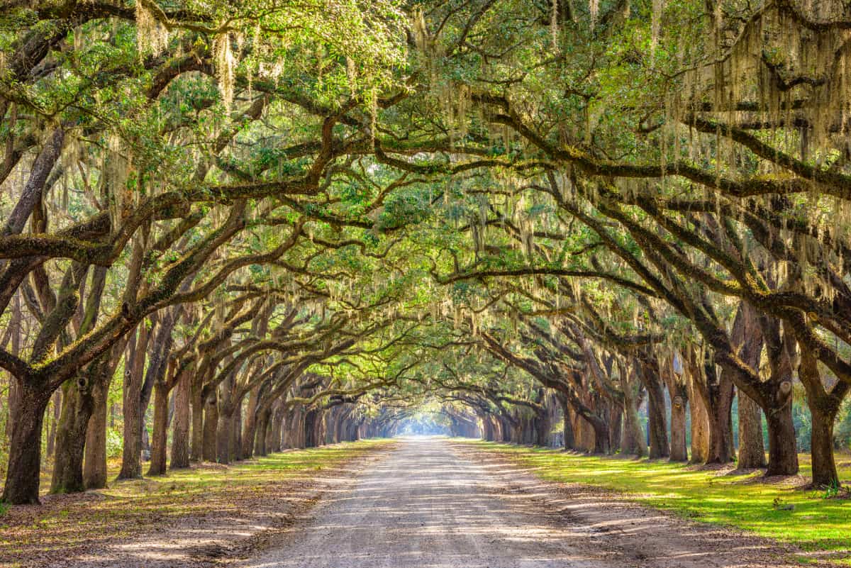 10 Awesome Day Trips From Savannah (2.5-Hour Drive Or Less)