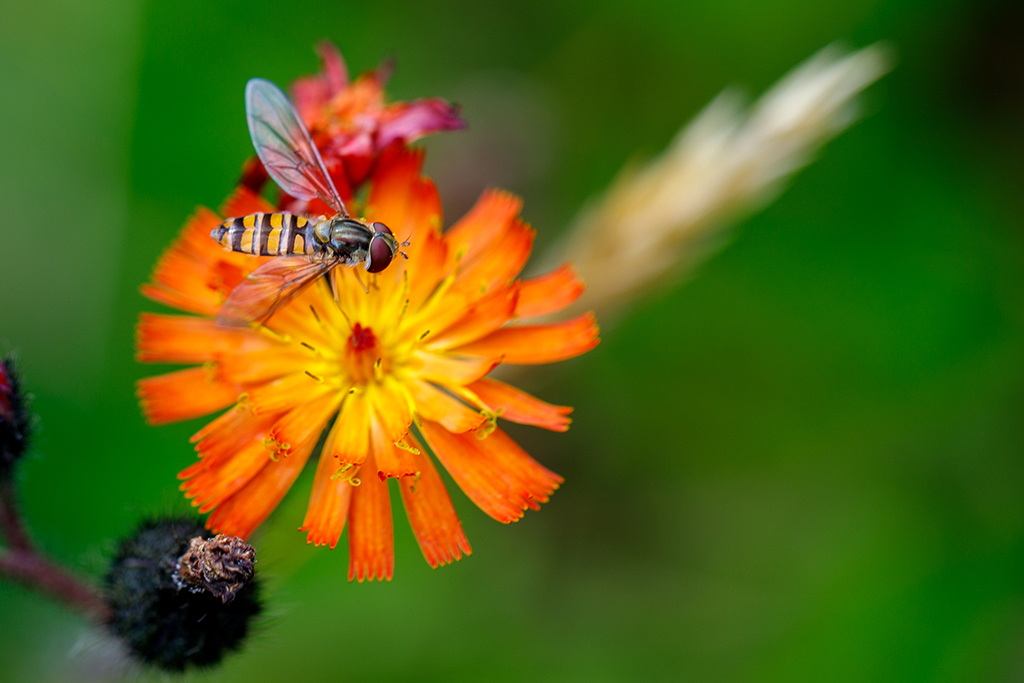 Why is buzz pollination rare in flies? VallejoMarin Lab