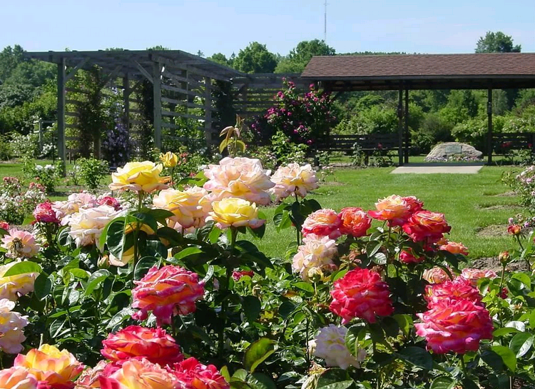 How to plant a rose garden in the open ground in the