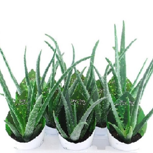 Aloe Vera Plant. Transplanting, reproduction, feeding. Aloe Vera varieties