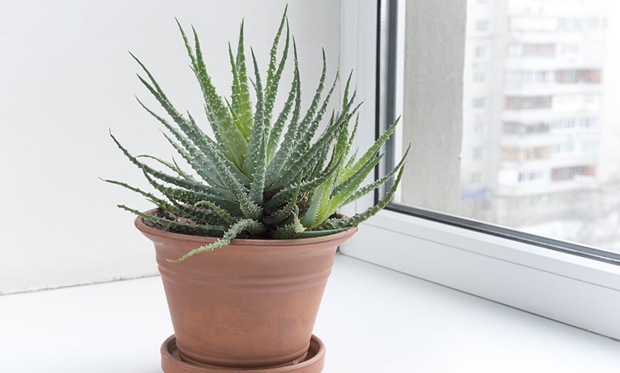 Aloe Vera Plant. Transplanting, reproduction, feeding. Aloe Vera varieties